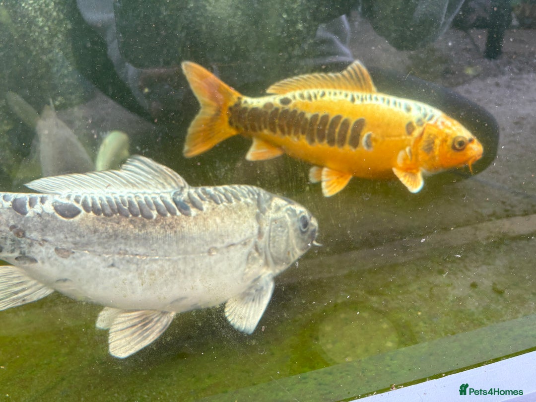 Other/Mixed Breed fish for sale: Koi carp, orphs, mirror carp - Image 12
