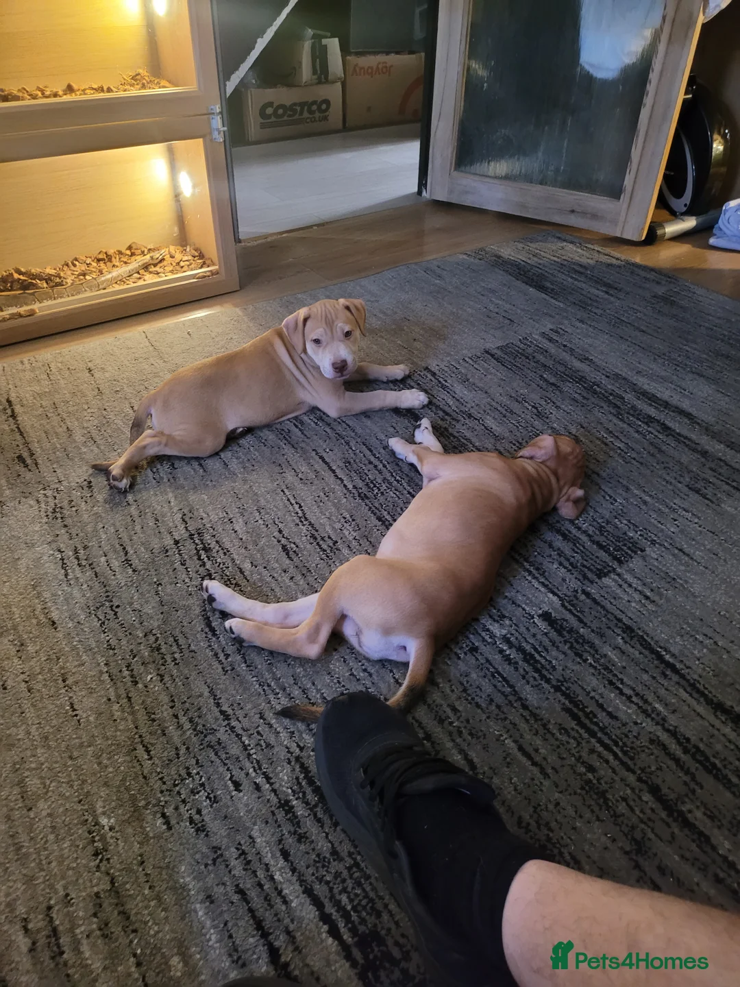Presa Canario dogs for sale: 2 beautiful Presa Canario girls - Advert 2