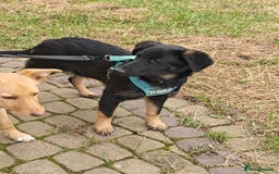 Mixed Breed dogs for adoption: ❤️Hope&Joy — two 7(8) months small sisters❤️ - Advert 12