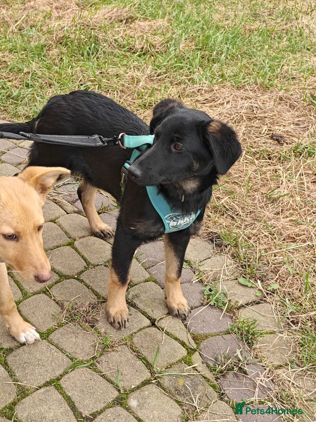 Mixed Breed dogs for adoption: ❤️Hope&Joy — two 7(8) months small sisters❤️ - Advert 12