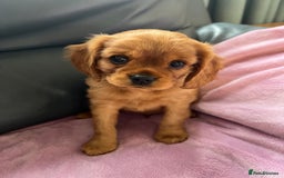 Cavalier King Charles Spaniel dogs for sale: Beautiful KC reg ruby puppies, home reared - Advert 6
