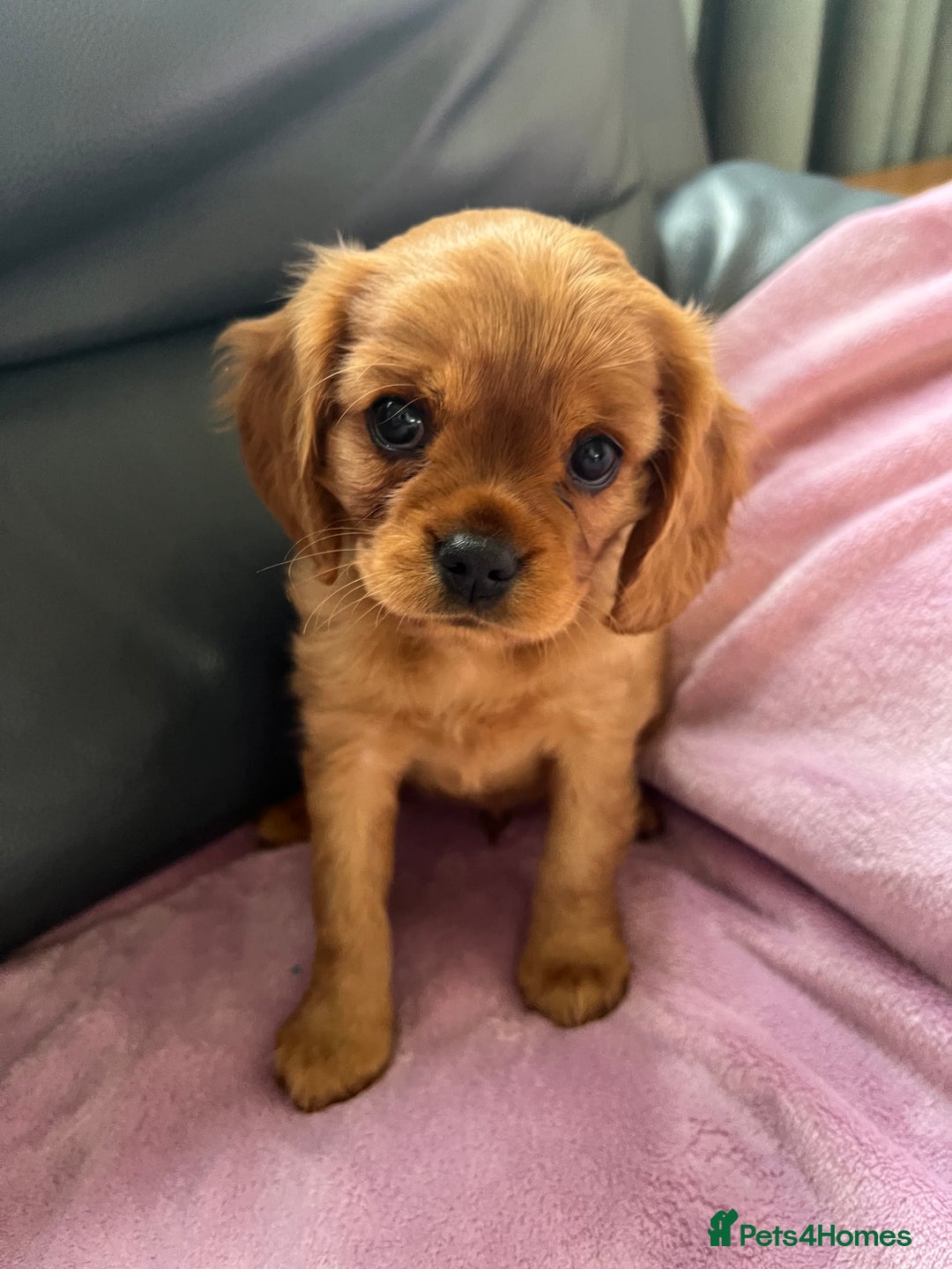 Cavalier King Charles Spaniel dogs for sale: Beautiful KC reg ruby puppies, home reared - Advert 6