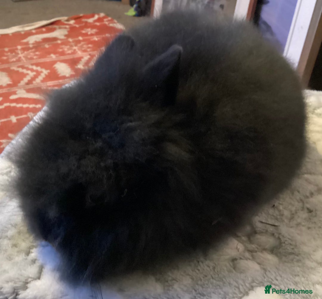 Lionhead rabbits for sale: Stunning DM lionheads baby rabbits - Advert 2