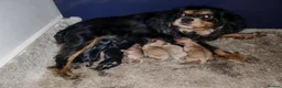 Cavalier King Charles Spaniel dogs for sale: Beautiful Cavalier King Charles Spaniel Puppies in Newark - Advert 13