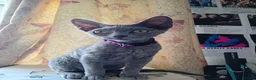 Devon Rex cats for sale: Devon rex 6 month old blue females - Advert 3
