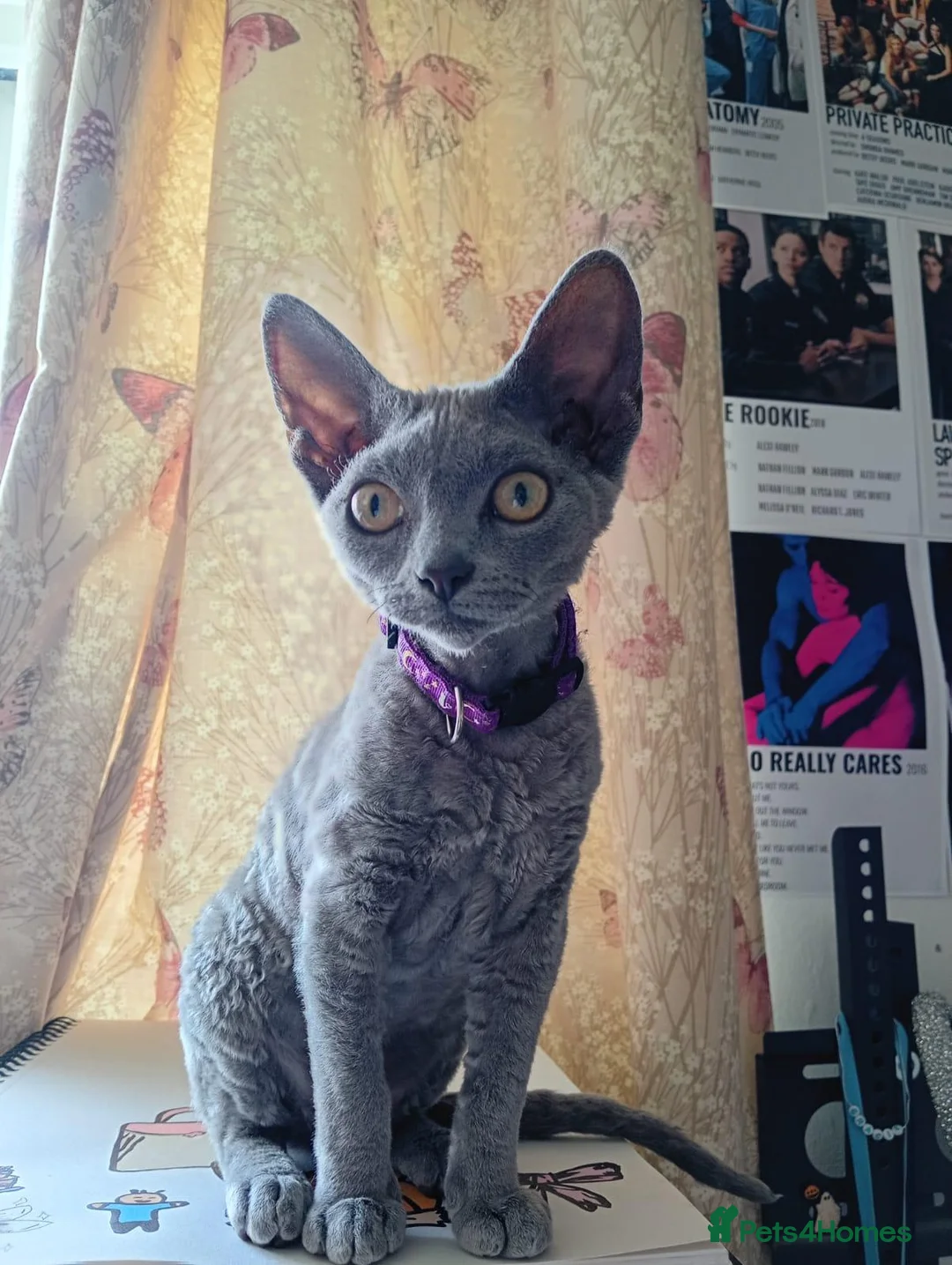 Devon Rex cats for sale: Devon rex 6 month old blue females - Advert 3