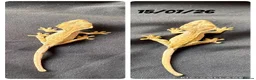 Gecko reptiles for sale: Crested Gecko babies for sale  - Advert 1