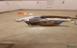 Boxer dogs for sale: Stunning male boxer puppies  - Image 4