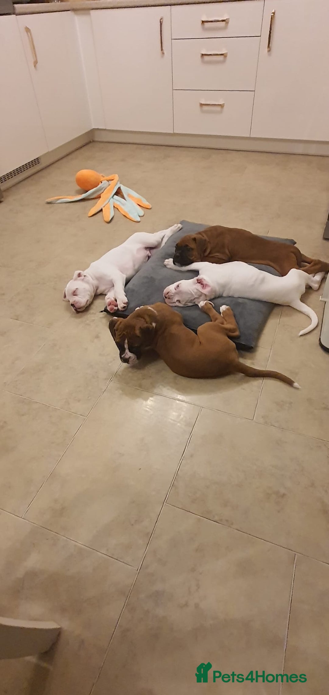 Boxer dogs for sale: Stunning male boxer puppies  - Image 4