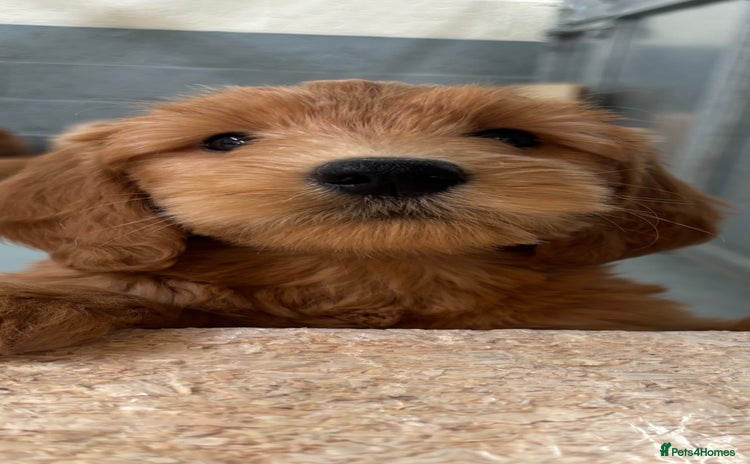 Mini Goldendoodle dogs - Advert 12