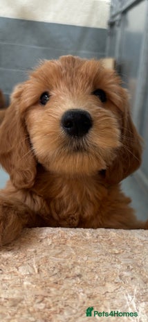 Mini Goldendoodle dogs - Advert 12