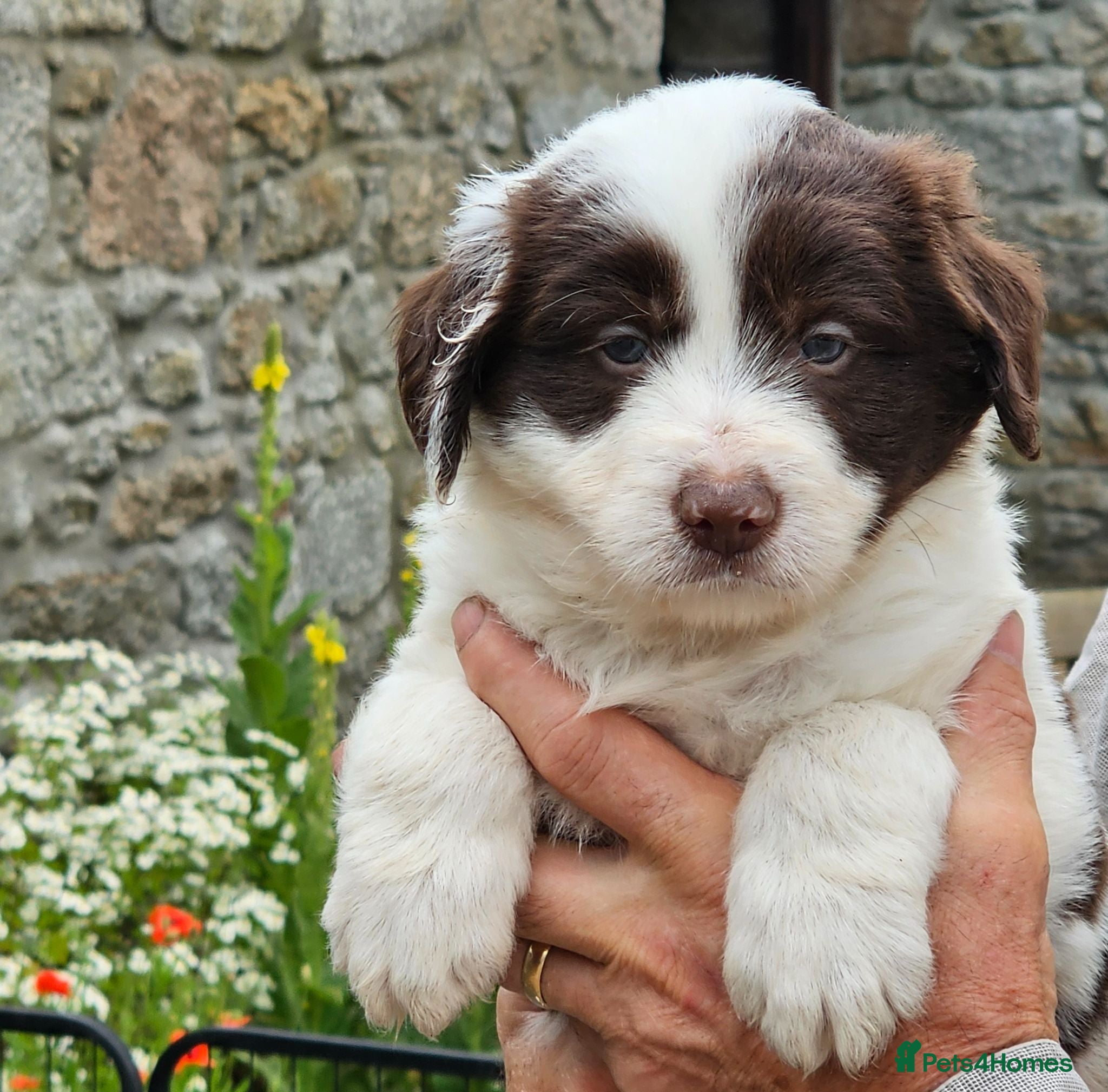 Mixed Breed dogs Handsome Black/white and brown/white boy puppies - Advert 2