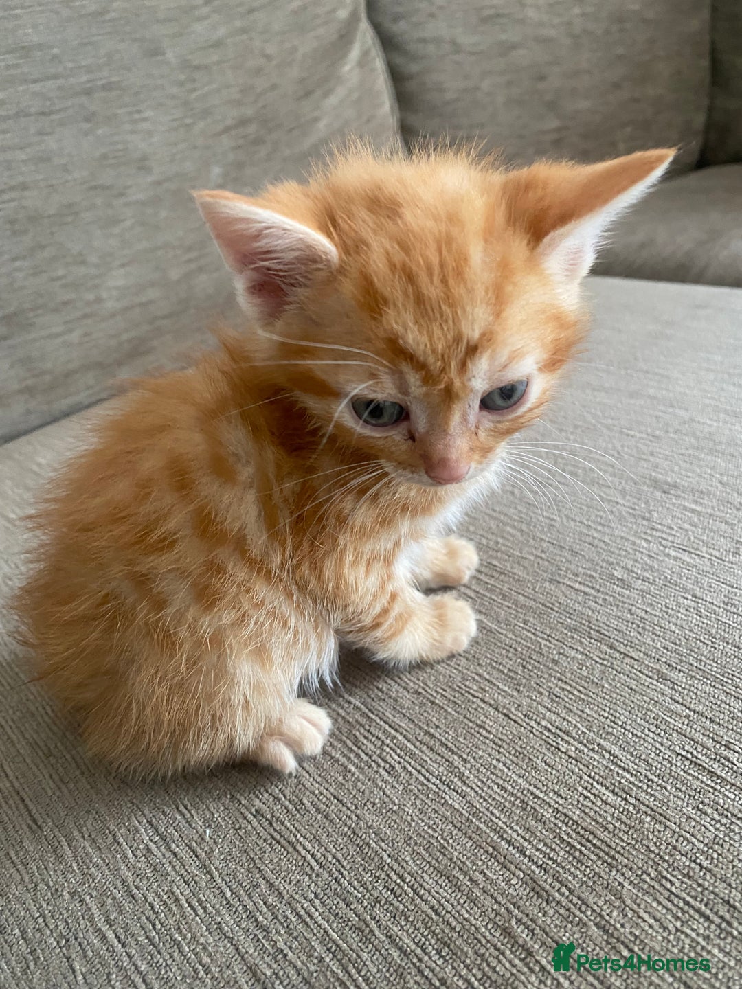 Mixed Breed cats for sale: Mixed breed 7 Kittens, 5 males and 2 female  - Image 4