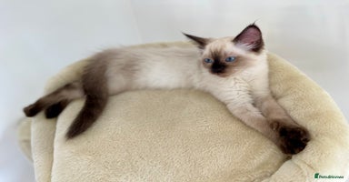 Ragdoll cats - Advert 5