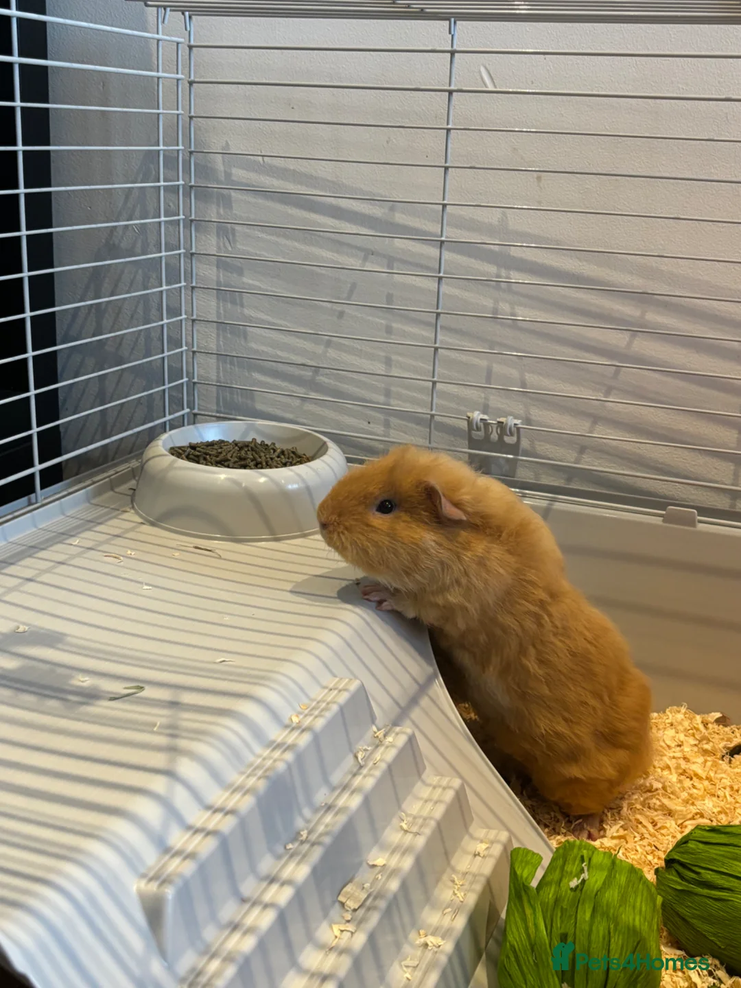 Guinea Pig rodents for sale: two piggy brothers need a new home <3 - Advert 2