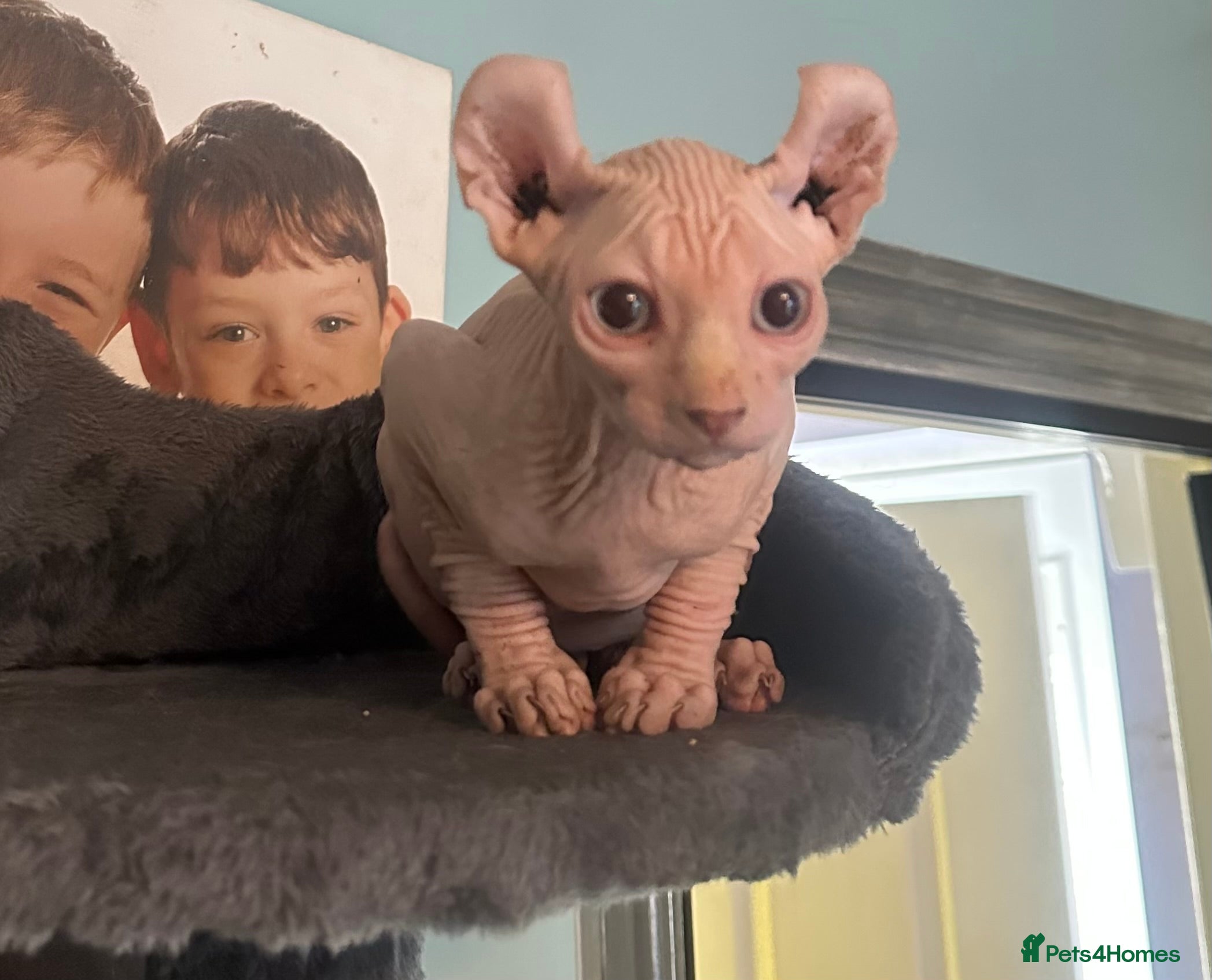Sphynx cats Loving sphynx boy ready to leave now!! - Advert 10