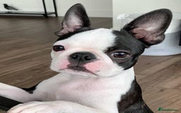 Boston Terrier dogs for sale: Beautiful Boston Terrier - Image 3