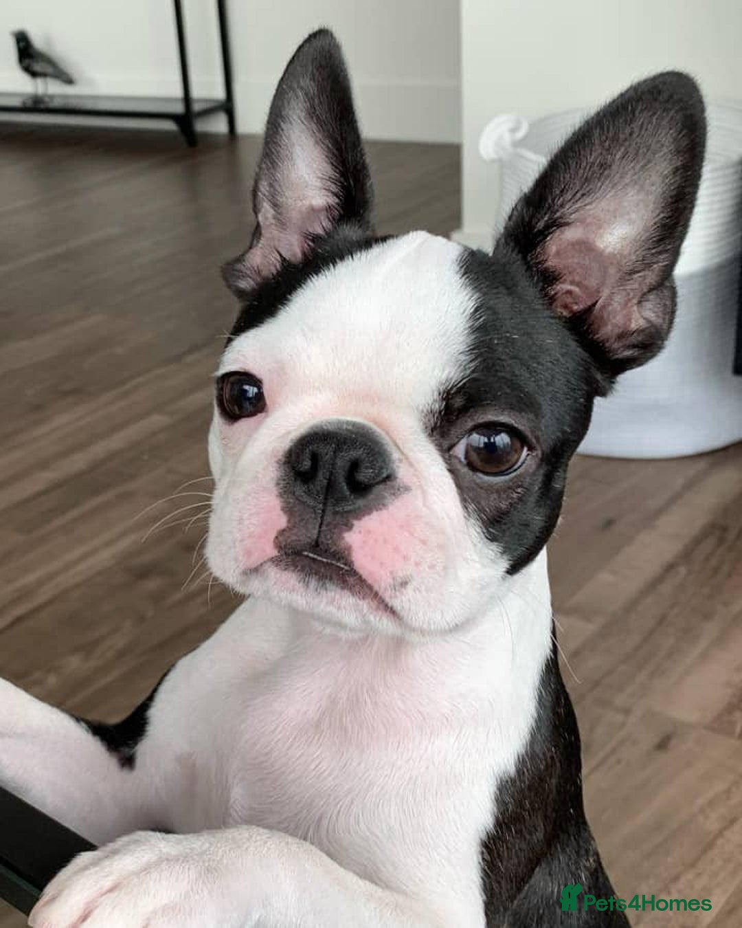 Boston Terrier dogs for sale: Beautiful Boston Terrier - Image 3
