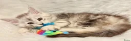 Maine Coon cats for sale: Maine coon kittens ready now pure mainecoon - Advert 2