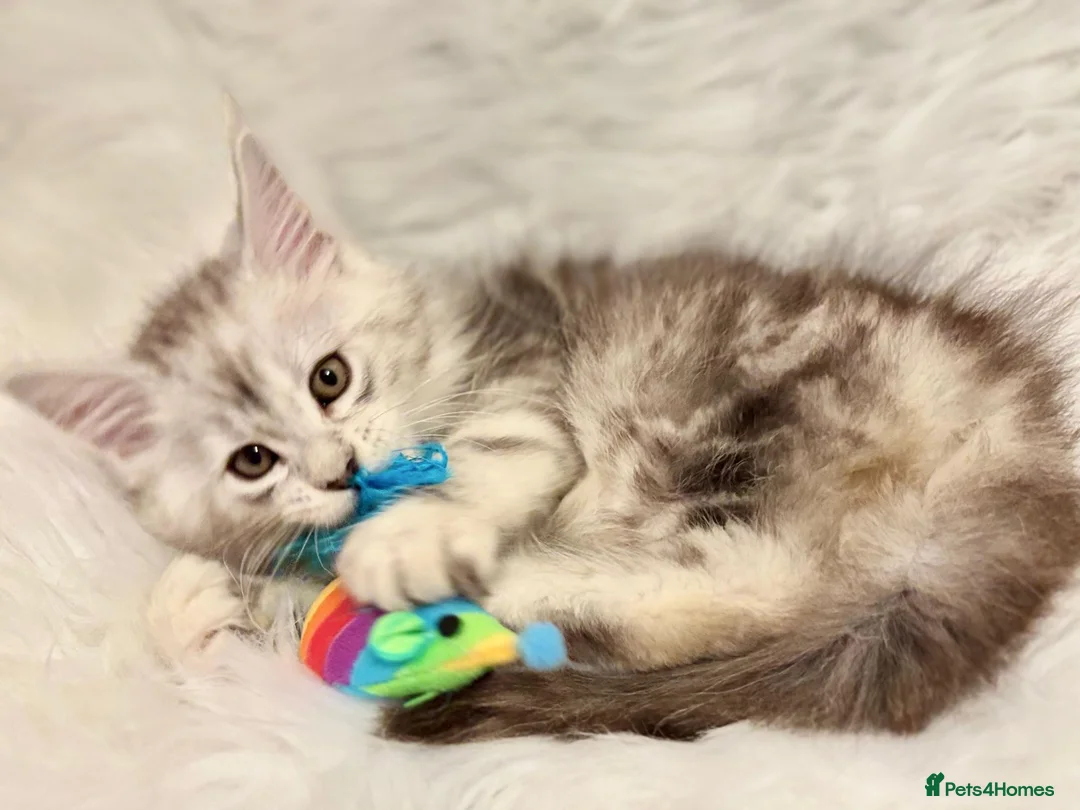 Maine Coon cats for sale: Maine coon kittens ready now pure mainecoon - Advert 2