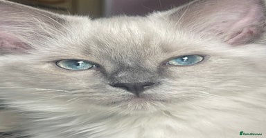Ragdoll cats - Advert 3