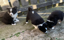 Border Collie dogs for sale: Border Collie puppies  - Image 6