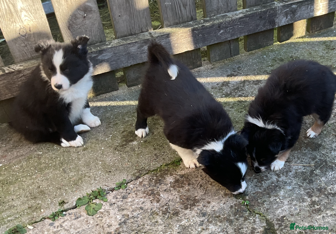 Border Collie dogs for sale: Border Collie puppies  - Image 6