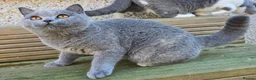 British Shorthair cats for sale: Champion Lines British Shorthair Kittens  - Advert 18