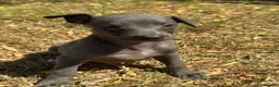 Whippet dogs for sale: KC REG BLUE WHIPPETS BVA AND HEART TESTED PARENTS - Advert 13