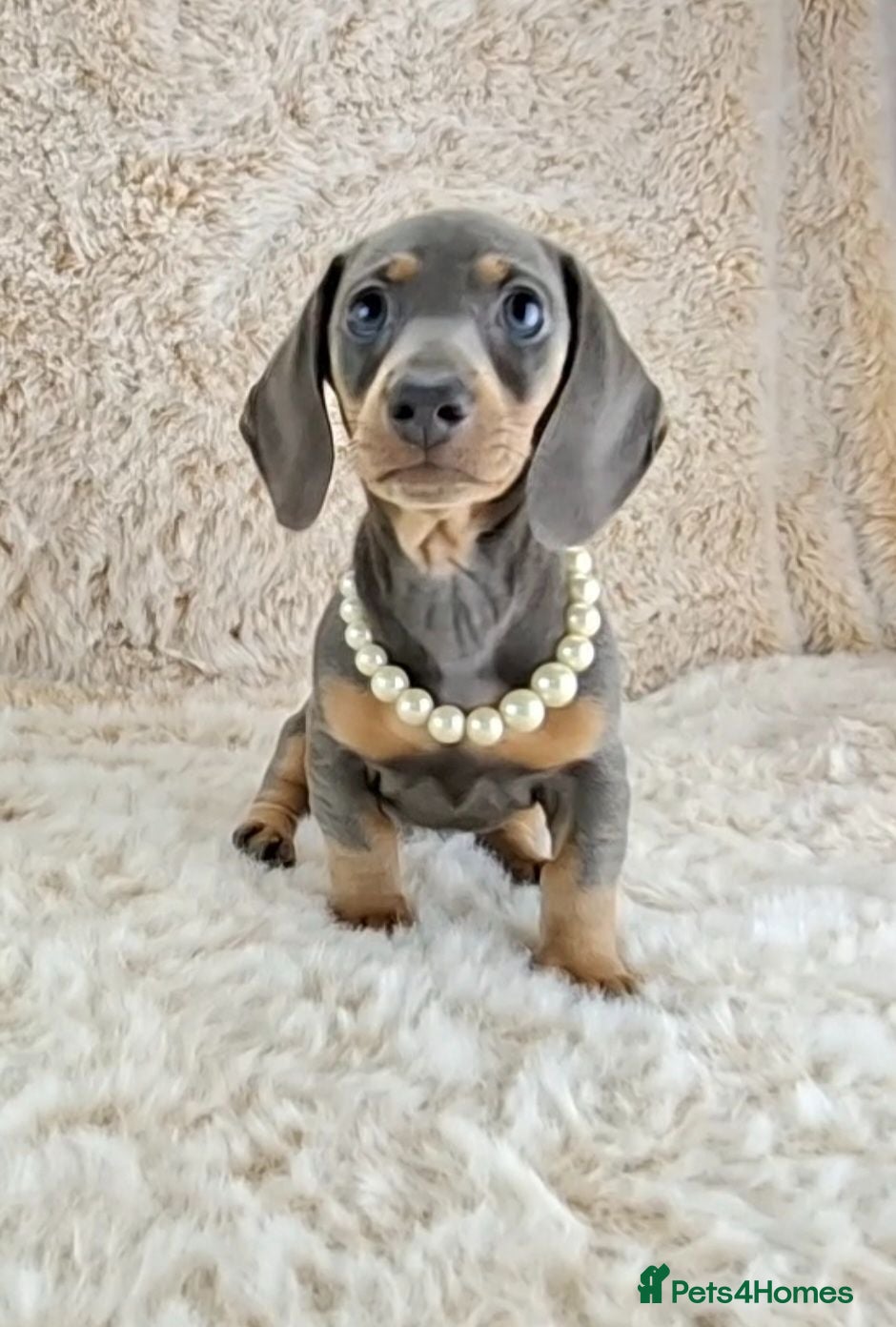 Miniature Dachshund dogs KC Registered Miniature Dachshund Puppies  - Advert 1