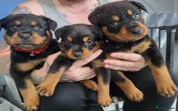 Rottweiler dogs for sale: Stunning rottweiler puppies  - Image 9