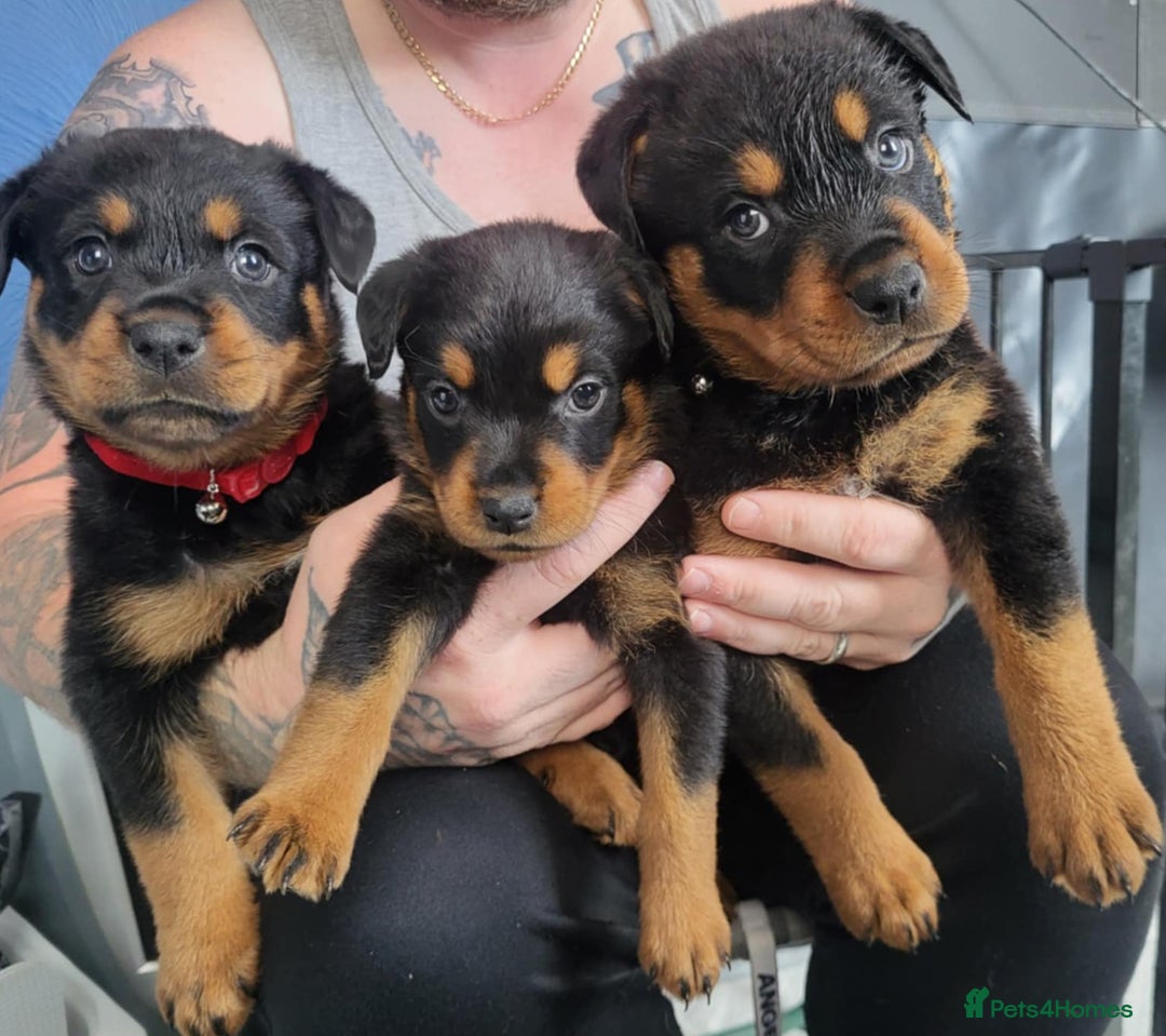 Rottweiler dogs for sale: Stunning rottweiler puppies  - Image 9