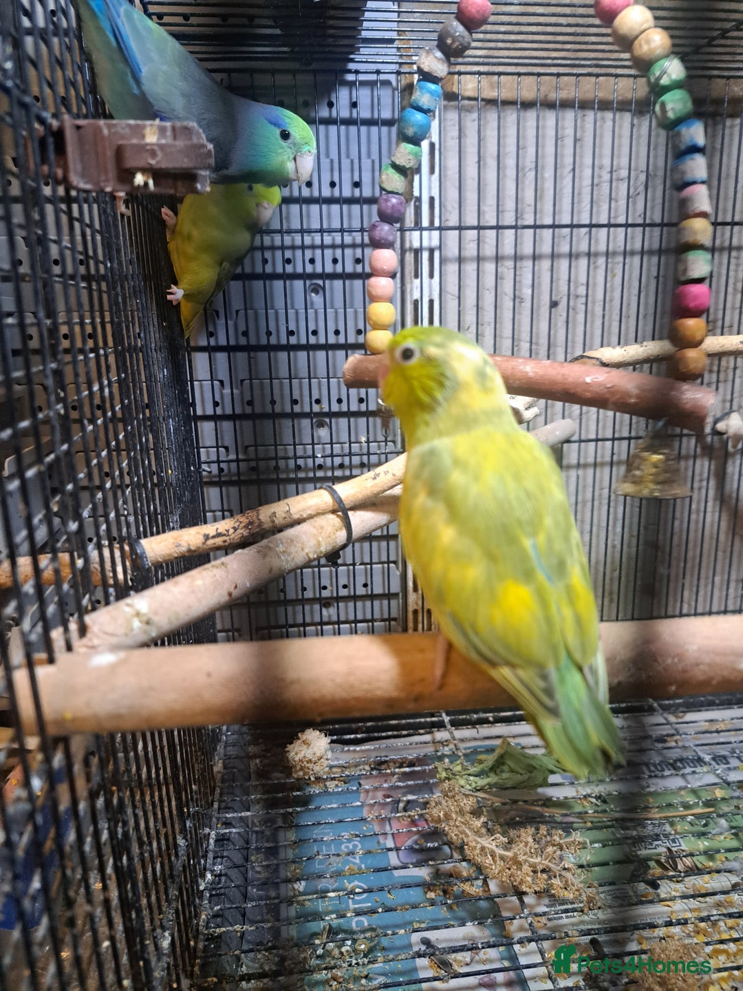Parrots birds for sale: Three young parrolets  - Advert 4