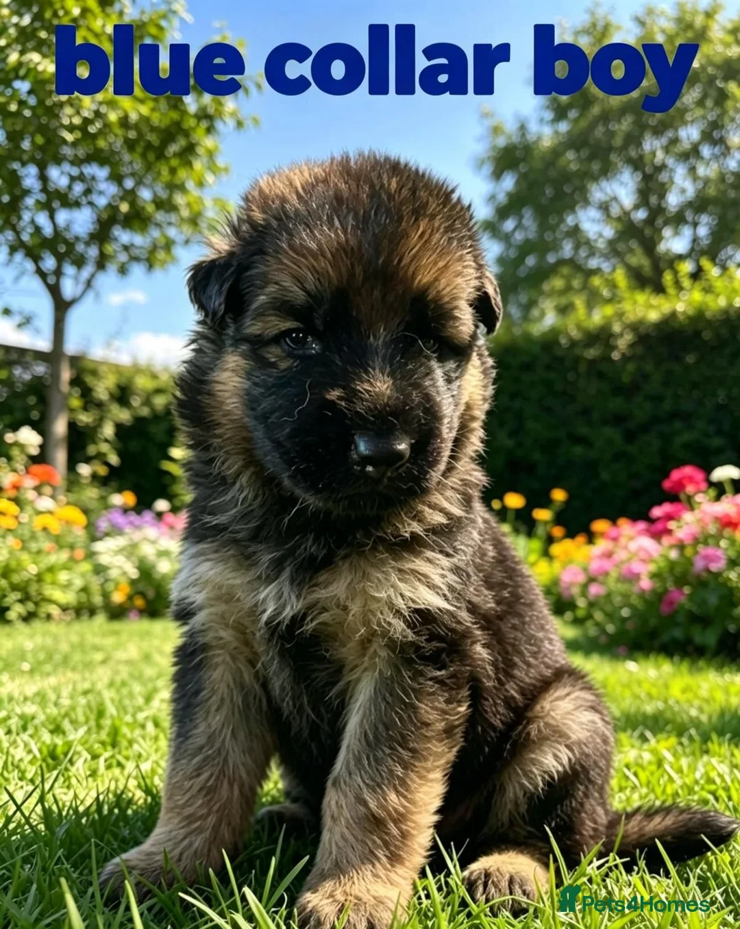 German Shepherd dogs for sale: Fluffy Long-Haired German Shepherd Puppies - Advert 8