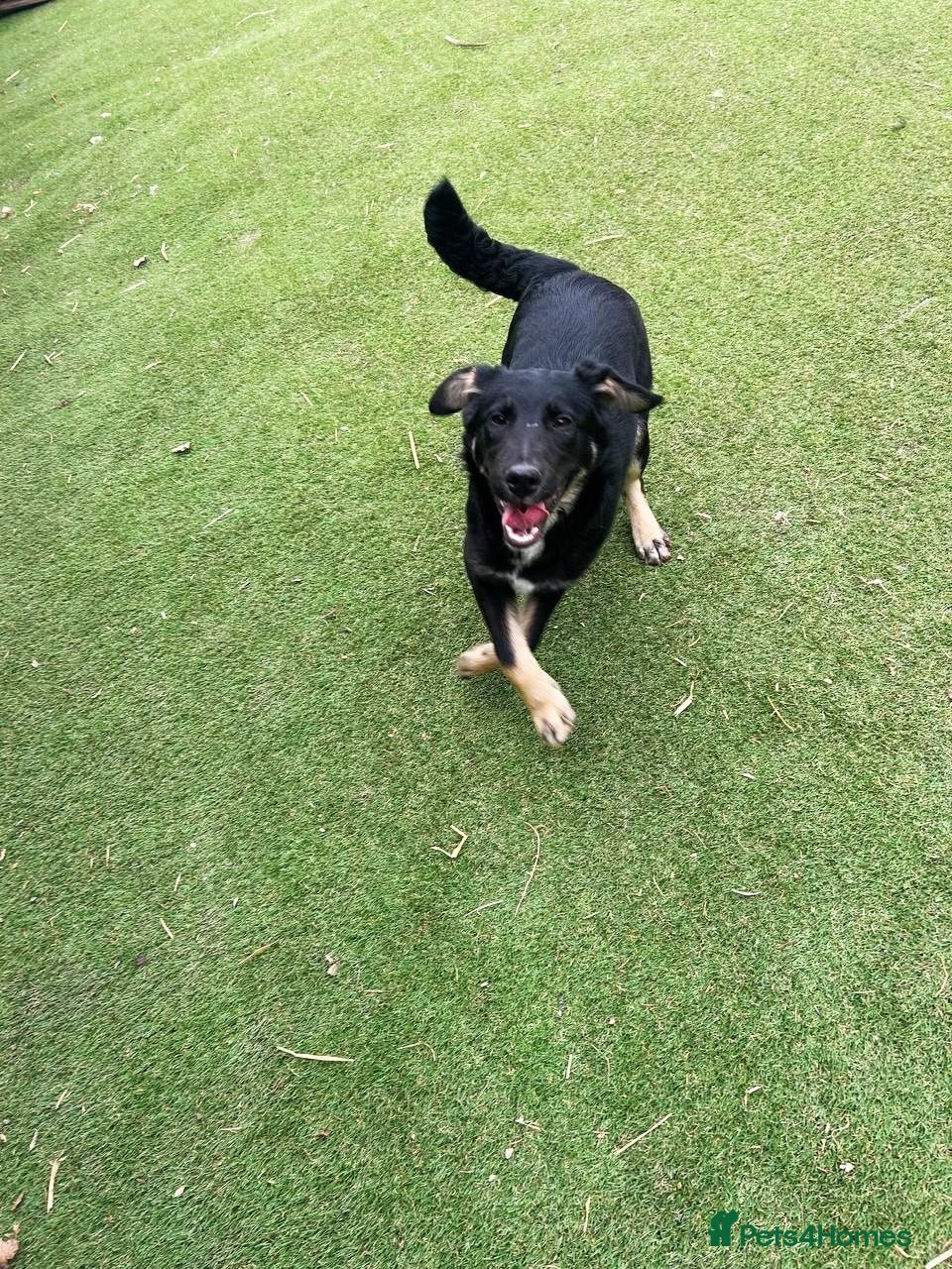 Mixed Breed dogs Barker - Advert 1