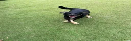 Mixed Breed dogs for adoption: Barker in Ormskirk - Advert 1