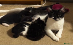 Domestic Shorthair cats for sale: 3 gorgeous Black and White boys - Image 5