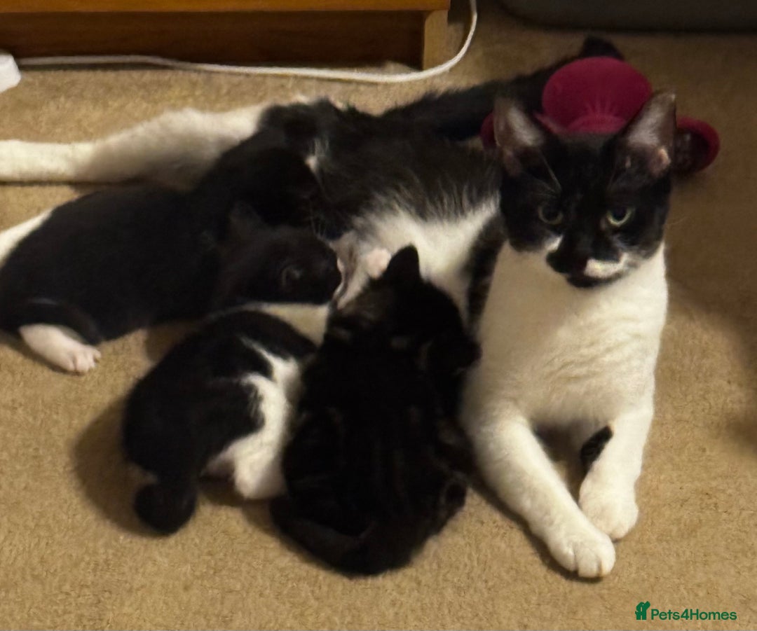Domestic Shorthair cats for sale: 3 gorgeous Black and White boys - Image 5