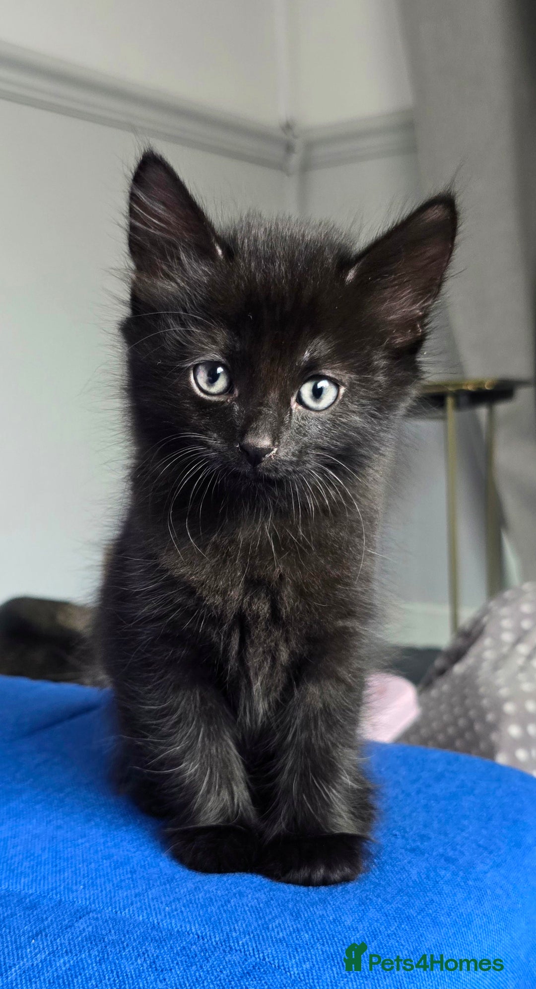 Mixed Breed cats for sale: 2 Adorable boys - Ragdol Mix kittens - Image 10