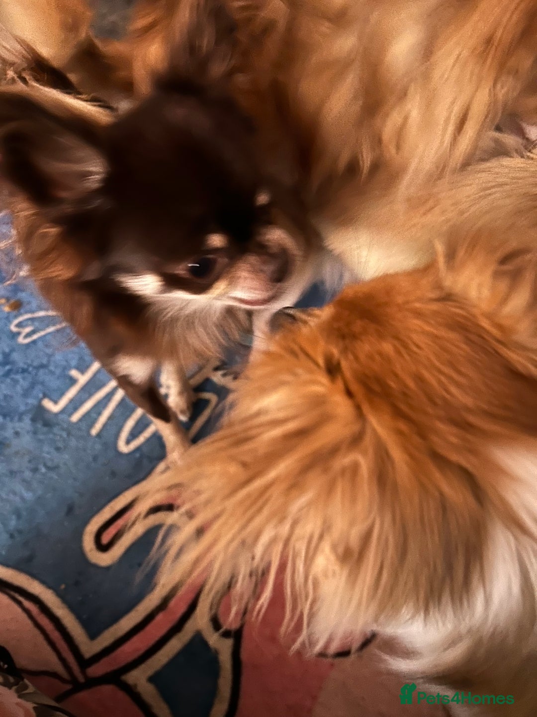 Chihuahua dogs for sale: Chocolate chihuahua  - Image 3