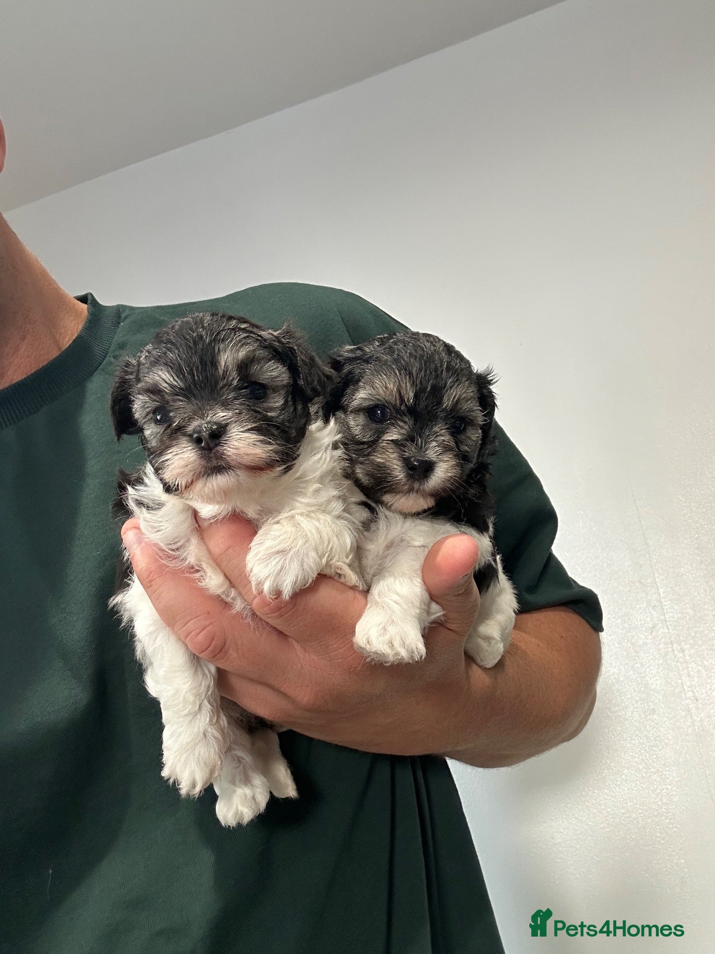 Maltipoo dogs Tiny Asian Maltipoo 2kg or less  - Advert 1