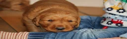 Golden Retriever dogs for sale: KC Registered Working Golden Retriever Puppies - Advert 35
