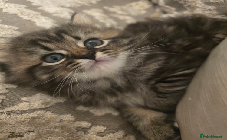 Siberian cats - Advert 1