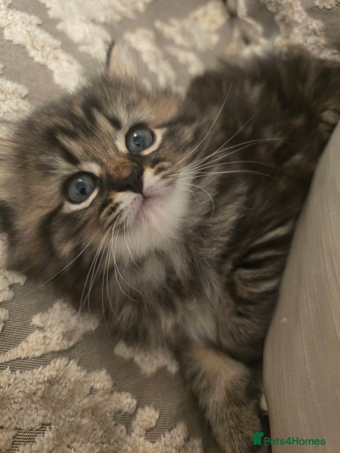 Siberian cats for sale: Siberian cross kitten - Image 1