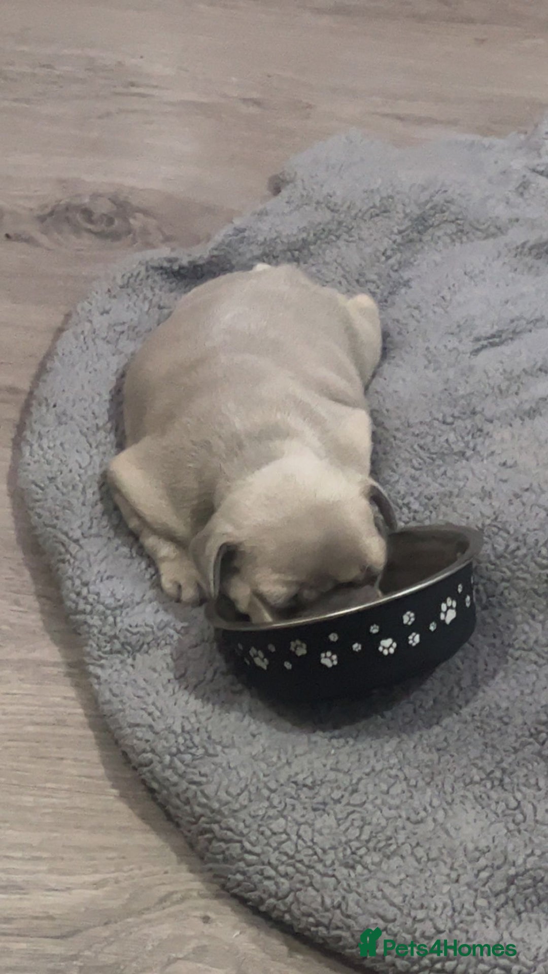 French Bulldog dogs for sale: French bulldog  - Image 4