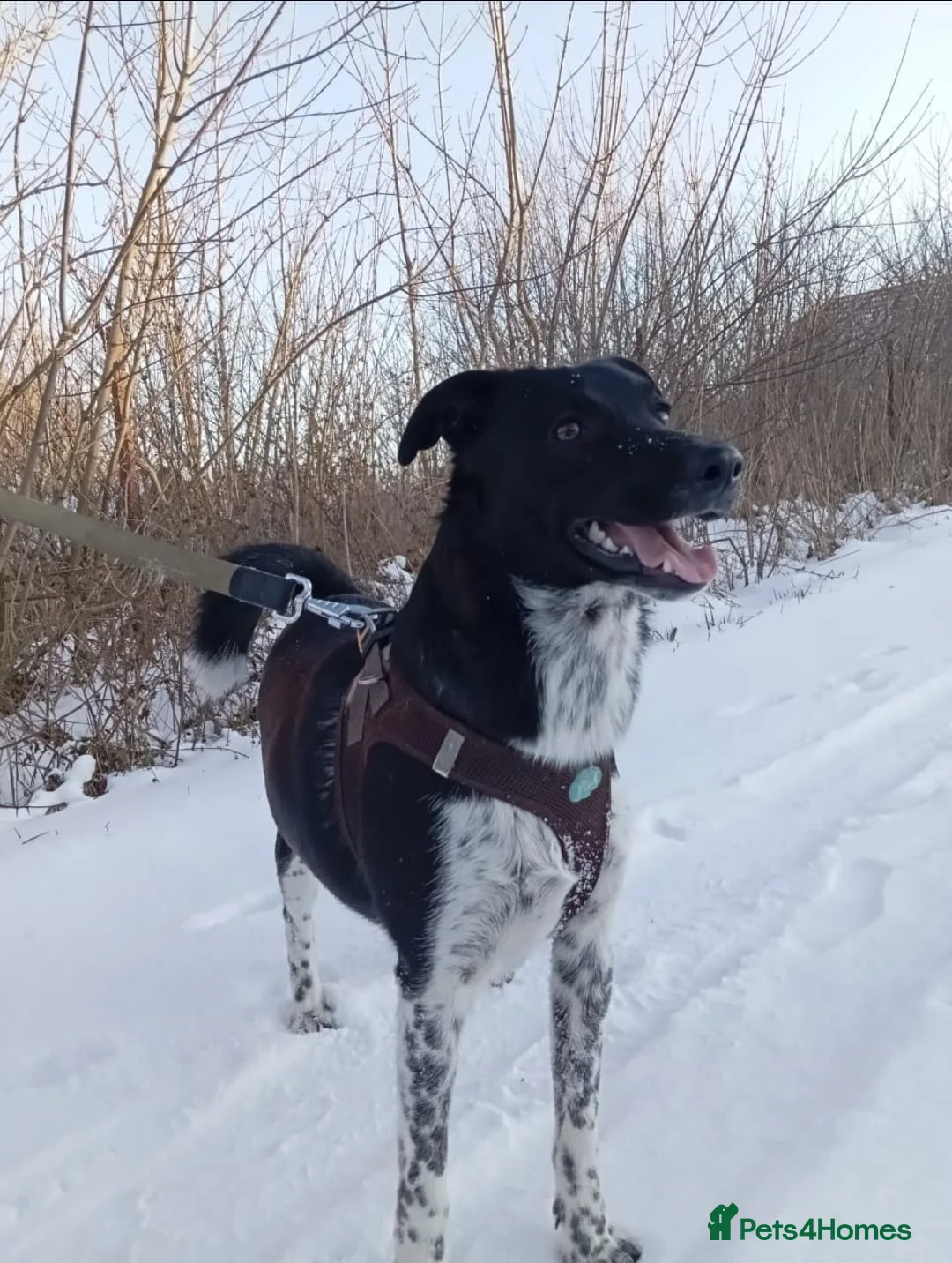 Mixed Breed dogs for adoption: ❤️GEMMIE❤️1yo girl, who chose life, people and fun - Advert 17