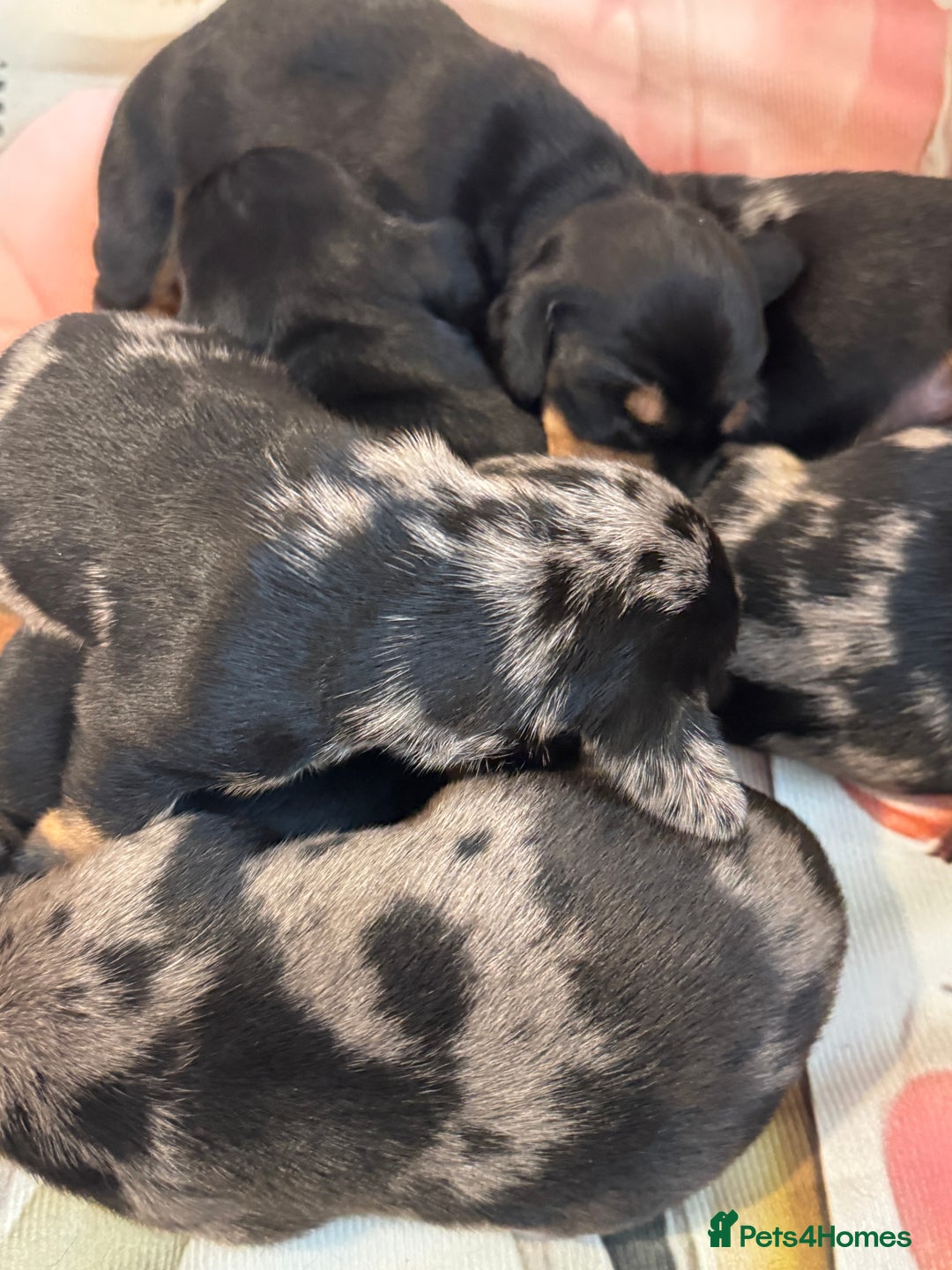 Dachshund dogs for sale: Pedigree Dachshund puppies PRA clear health tested - Image 19