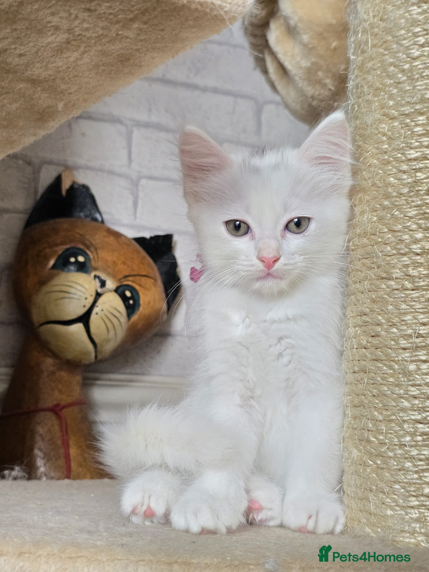 Mixed Breed cats Adorable Long Hair Kittens Ready to go 😻 - Advert 1