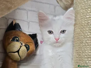 Mixed Breed cats Adorable Long Hair Kittens Ready to go 😻 - Advert 1