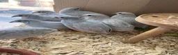 Quail poultry for sale: Button Quail Pure Silver Chinese painted Eggs only - Advert 2